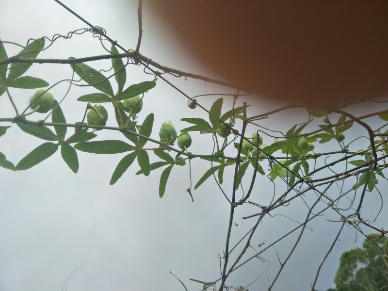 蓝莓百香果苗