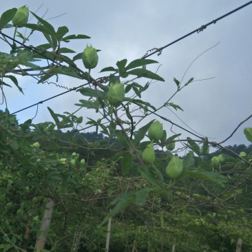 蓝莓百香果苗