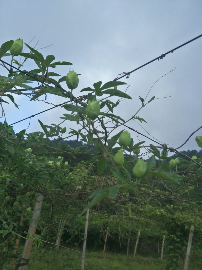 蓝莓百香果苗