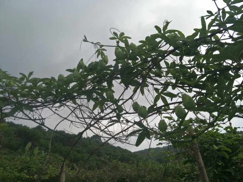蓝莓百香果苗