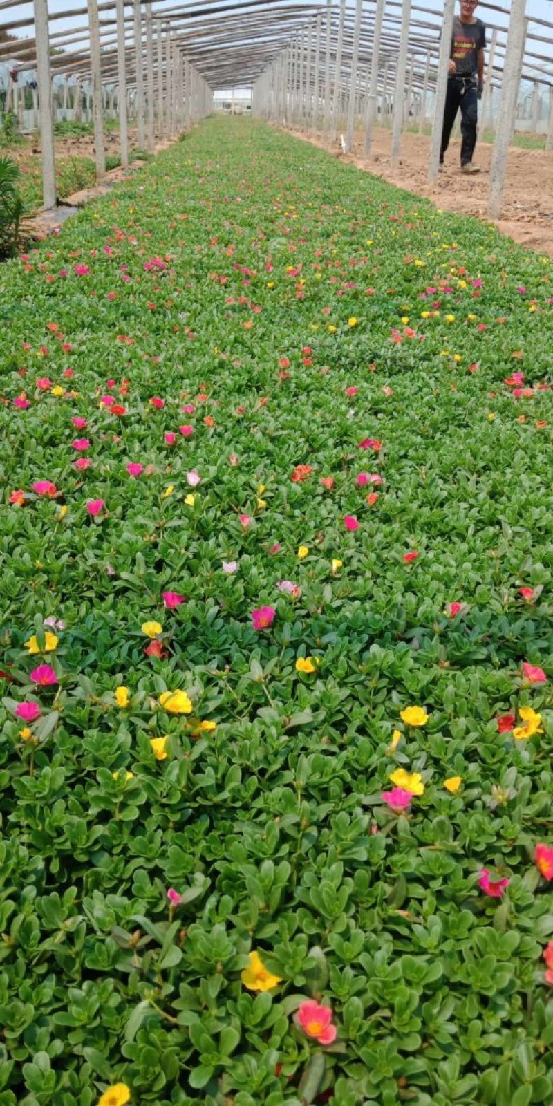 太阳花，马扎菜，基地直销，常年销售各种绿化木