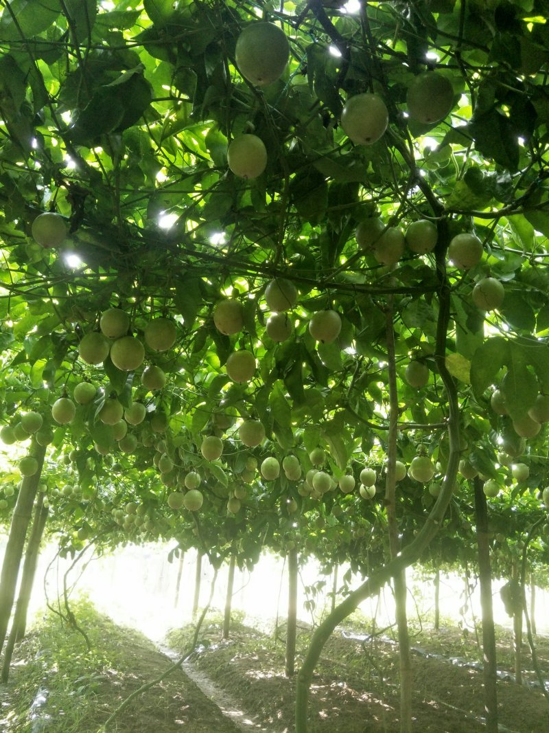 台农百香果苗
