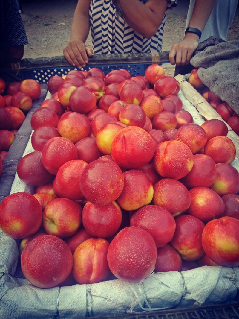 山东大油桃，黄果肉外紫红，口感脆甜，三月底上市