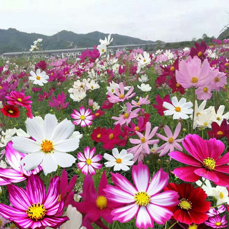 波斯菊花种子