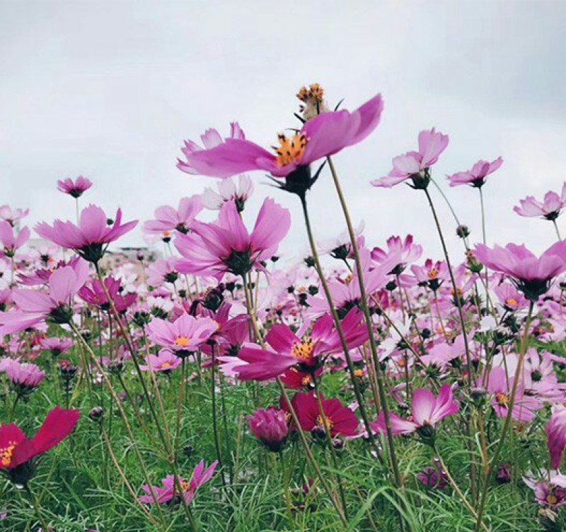 波斯菊花种子