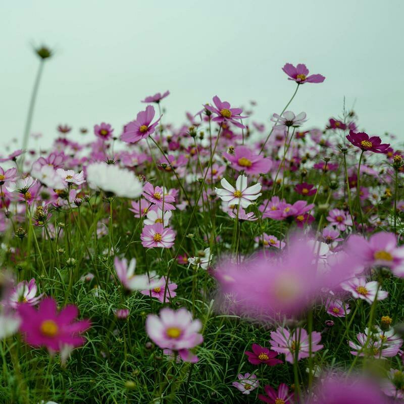 波斯菊花种子