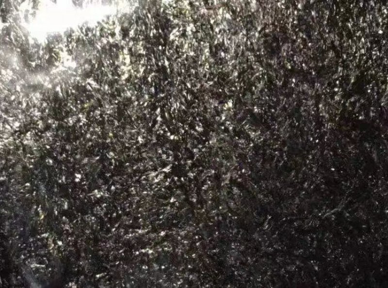 福建霞浦特级头水紫菜干货