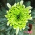 大菊花苗四季开花杭州白菊食用菊花盆栽室内