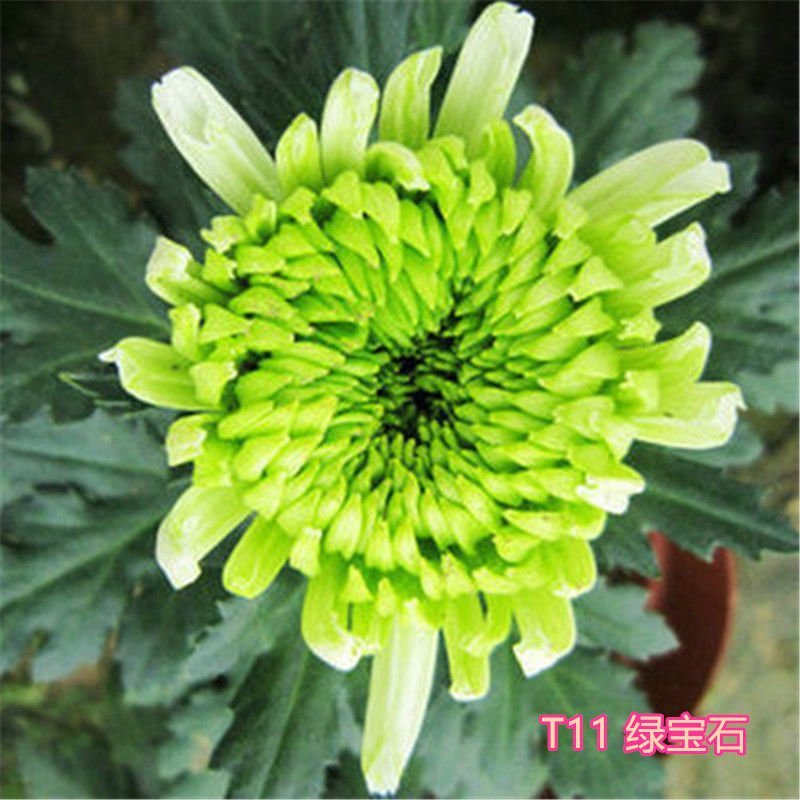 大菊花苗四季开花杭州白菊食用菊花盆栽室内
