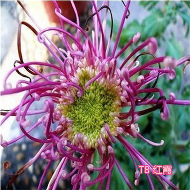 大菊花苗四季开花杭州白菊食用菊花盆栽室内