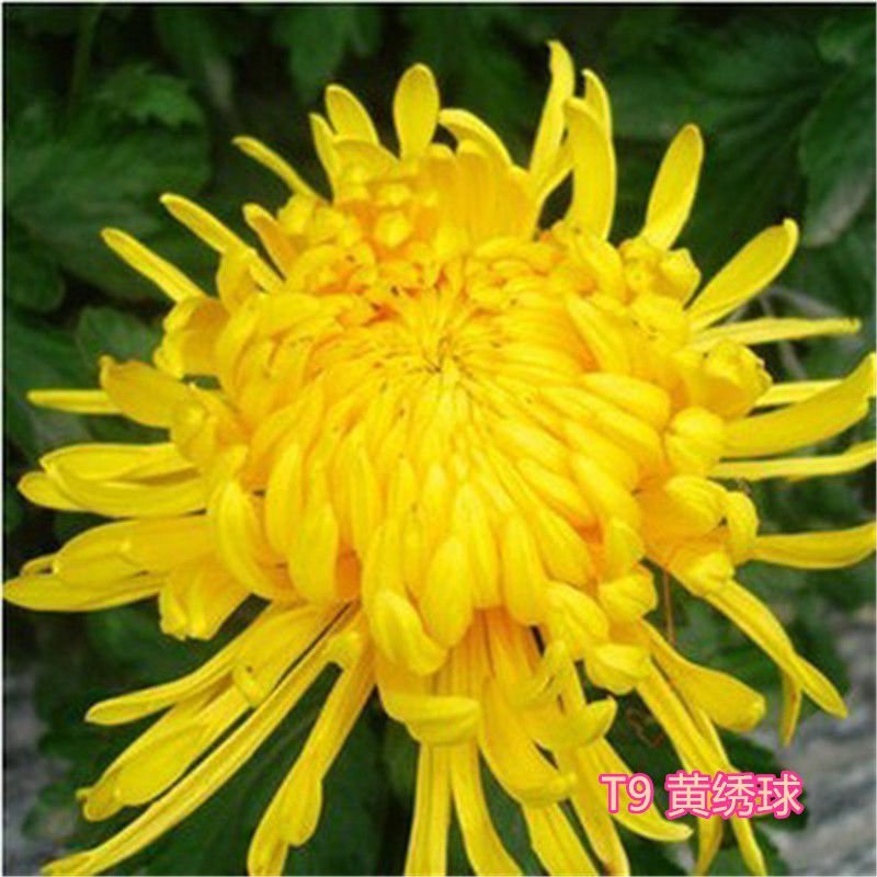 大菊花苗四季开花杭州白菊食用菊花盆栽室内