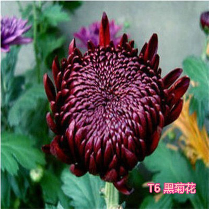 大菊花苗四季开花杭州白菊食用菊花盆栽室内