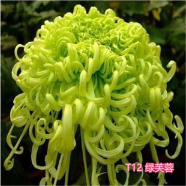 大菊花苗四季开花杭州白菊食用菊花盆栽室内