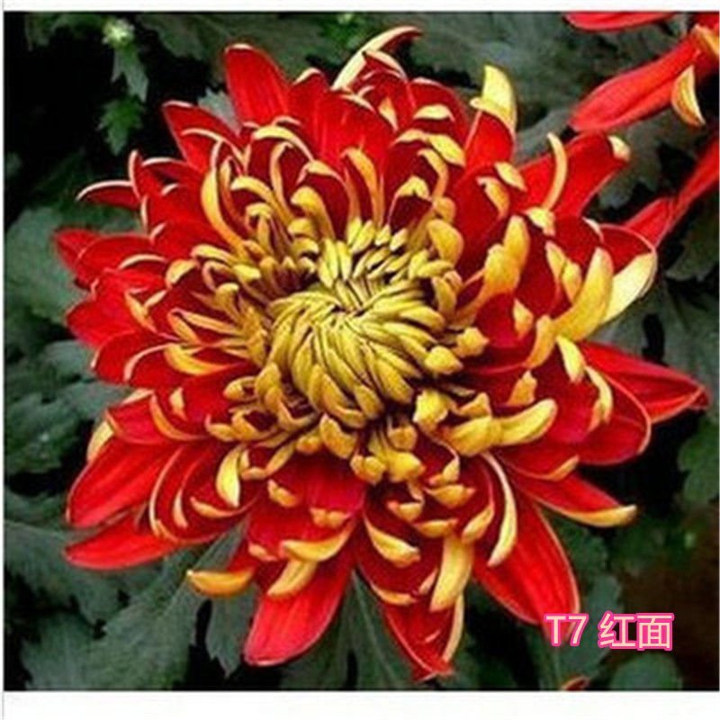 大菊花苗四季开花杭州白菊食用菊花盆栽室内