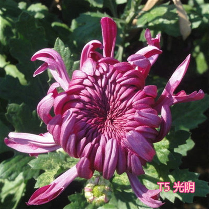 大菊花苗四季开花杭州白菊食用菊花盆栽室内