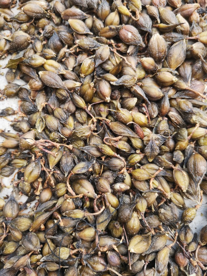 连翘