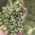 脱水槐花，青花白花都有，自己生产，价格实惠