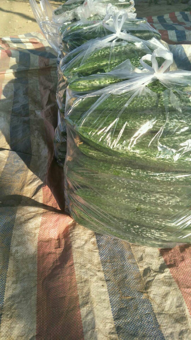精品黄瓜