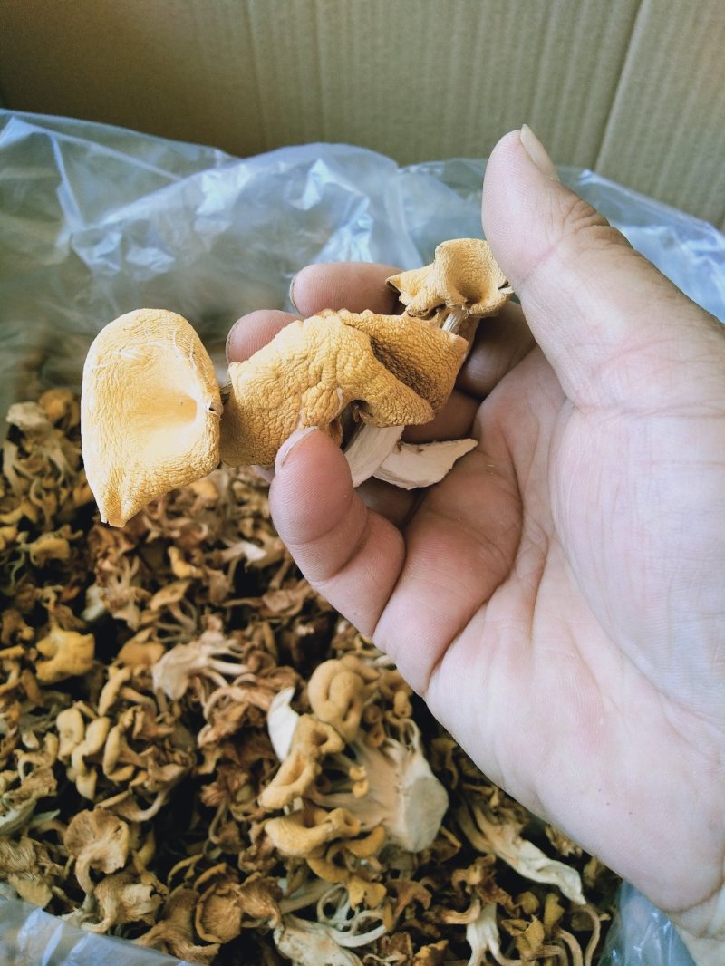野菜特菜常年供货各种山珍野菜，一手货源，价格实在