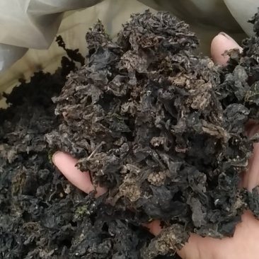 野菜特菜常年供货各种山珍野菜，一手货源，价格实在
