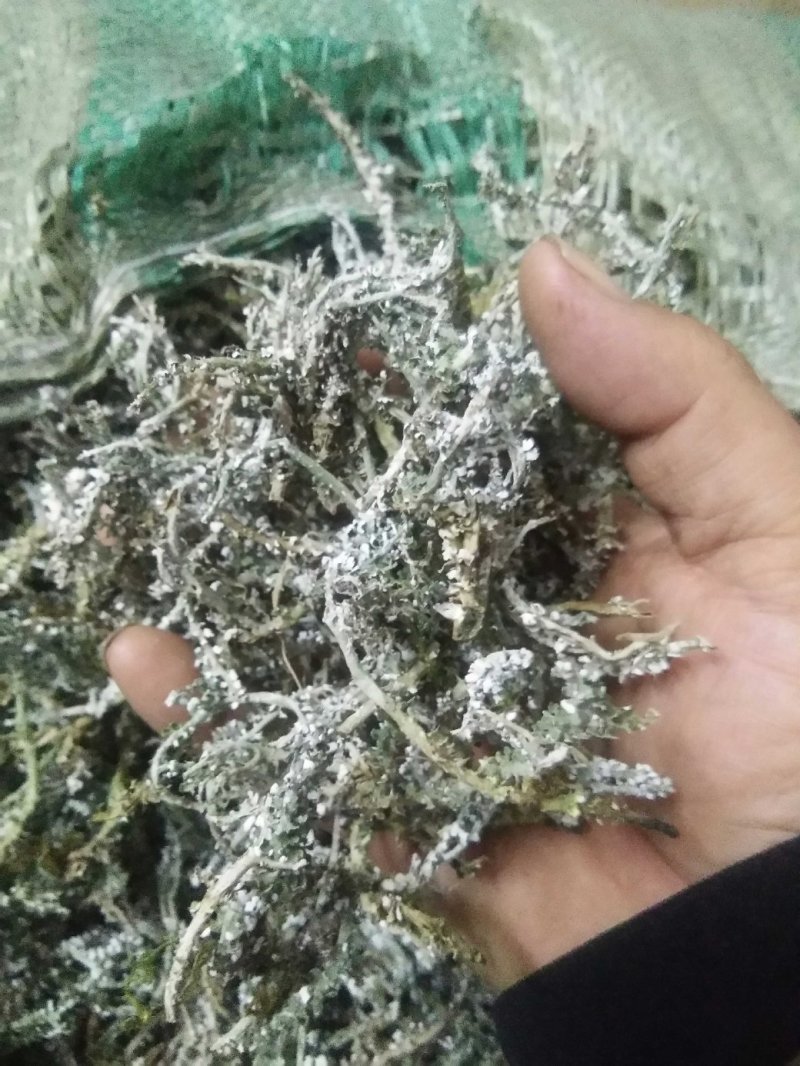 野菜特菜常年供货各种山珍野菜，一手货源，价格实在