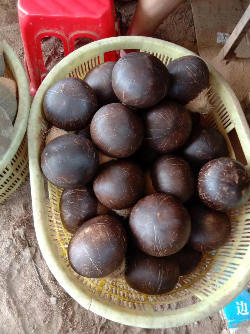海南文昌本地椰子椰皇大量批发货源充足全年实力供应