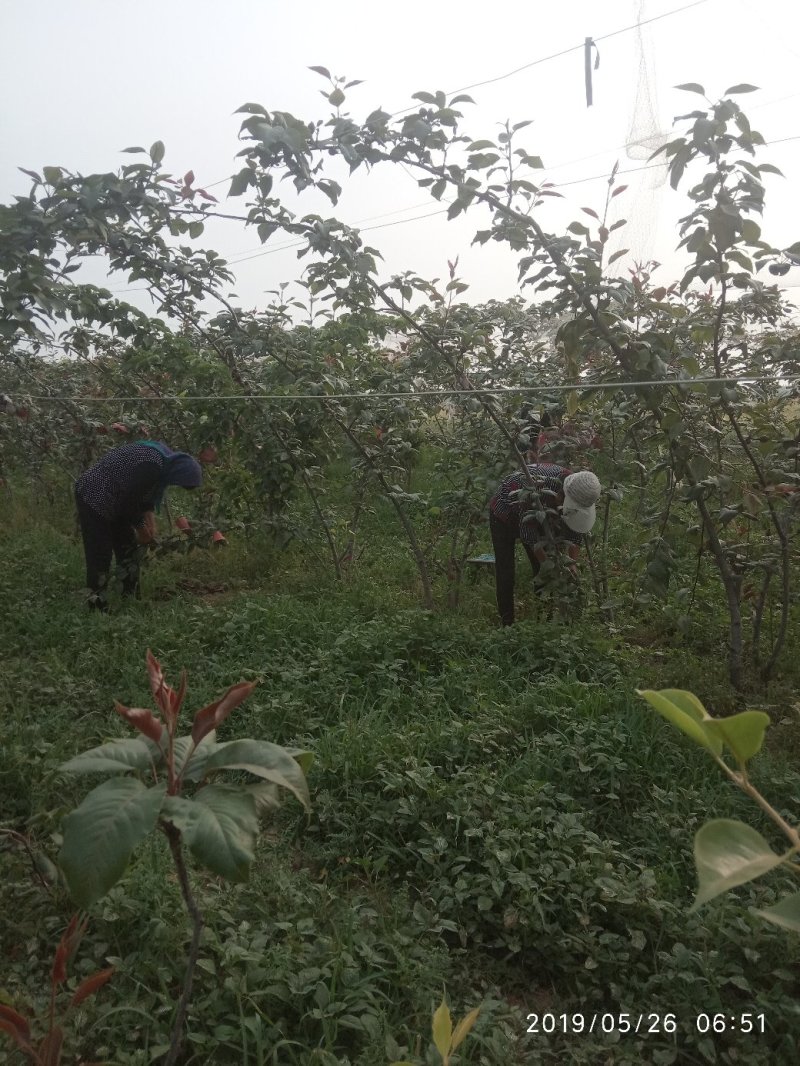 奥红一号全红结果梨树出售预定中……