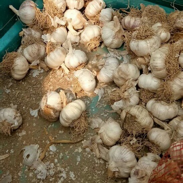 代收齐河大蒜，过筛毛胡。。