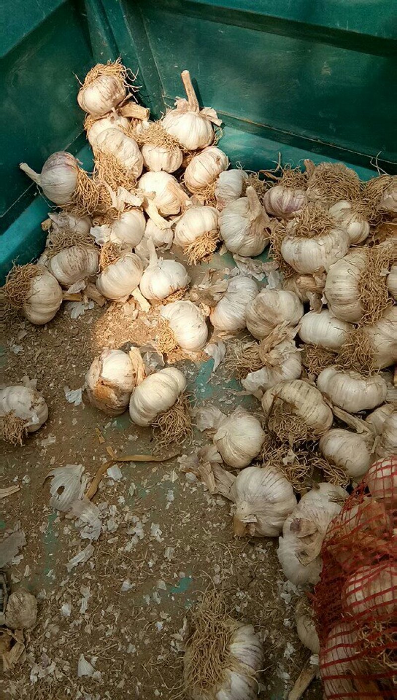 代收齐河大蒜，过筛毛胡。。