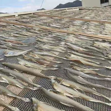 福建霞浦渔家自晒龙头鱼干
