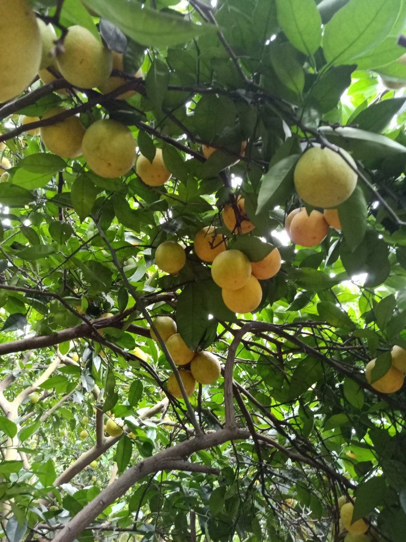 秭归夏橙