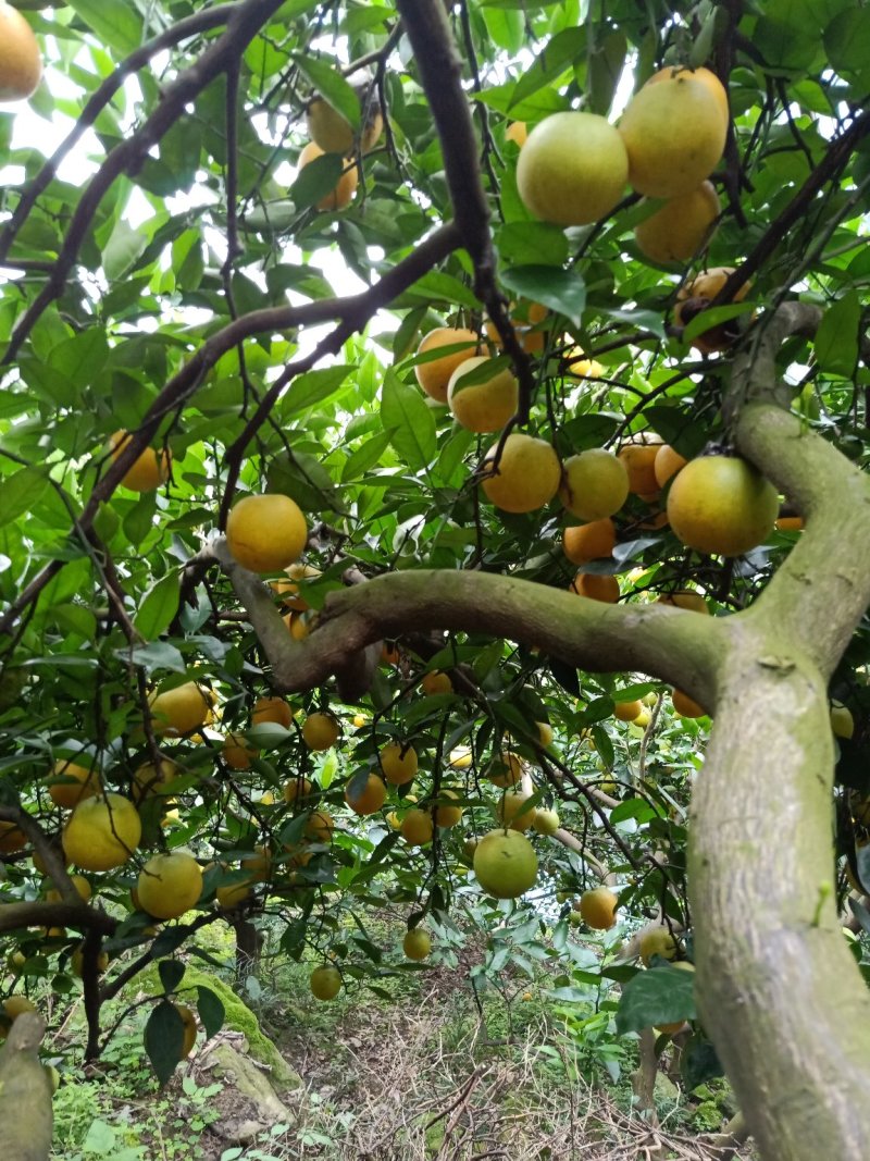 秭归夏橙