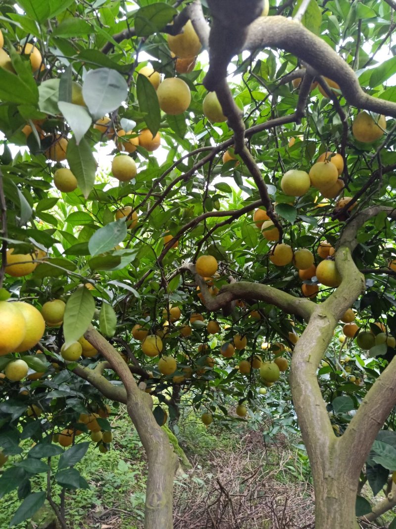 秭归夏橙