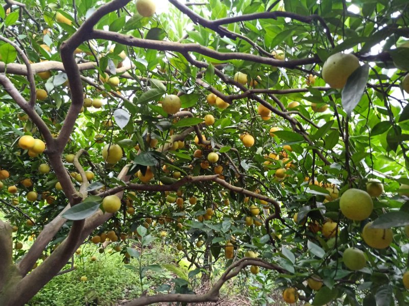 秭归夏橙
