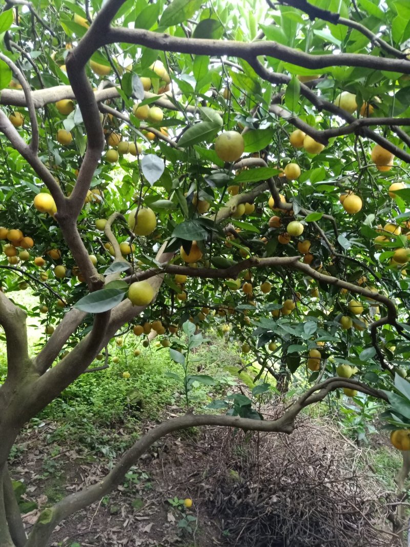 秭归夏橙