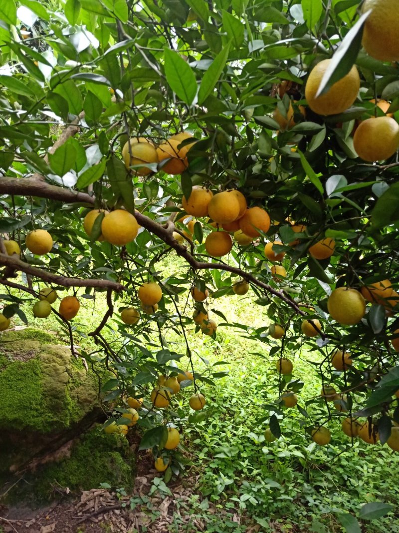 秭归夏橙