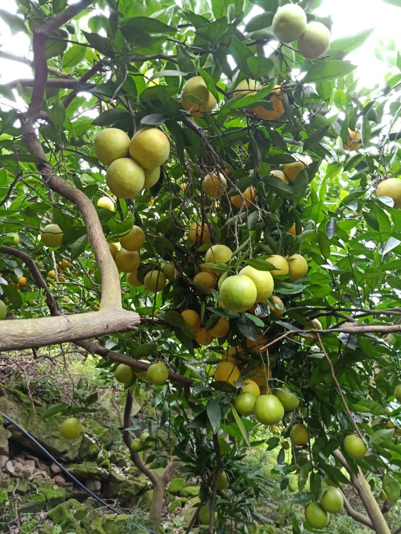 秭归夏橙