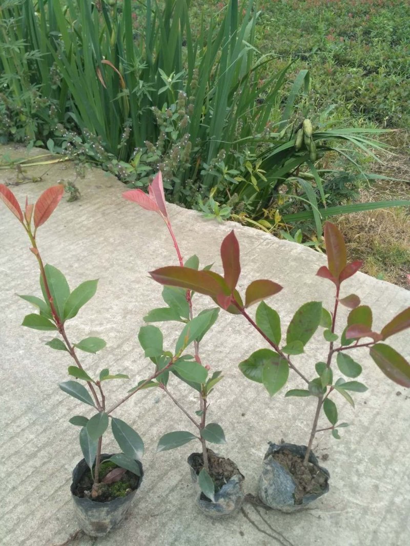 红叶石楠大量销售