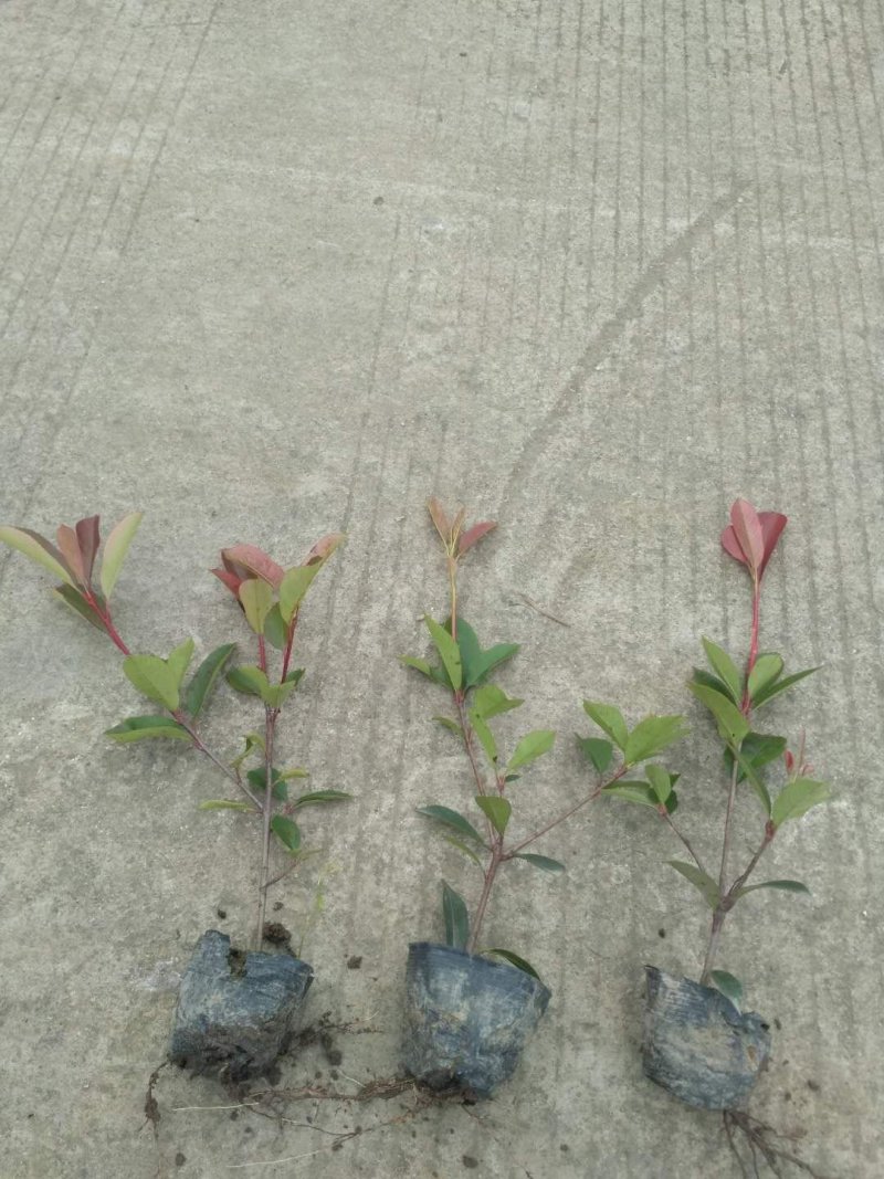 红叶石楠大量销售