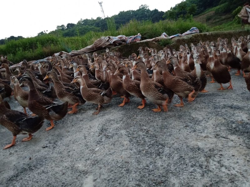 水库粮食鸭.3000羽，全麻，