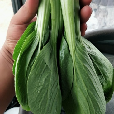 精品油菜