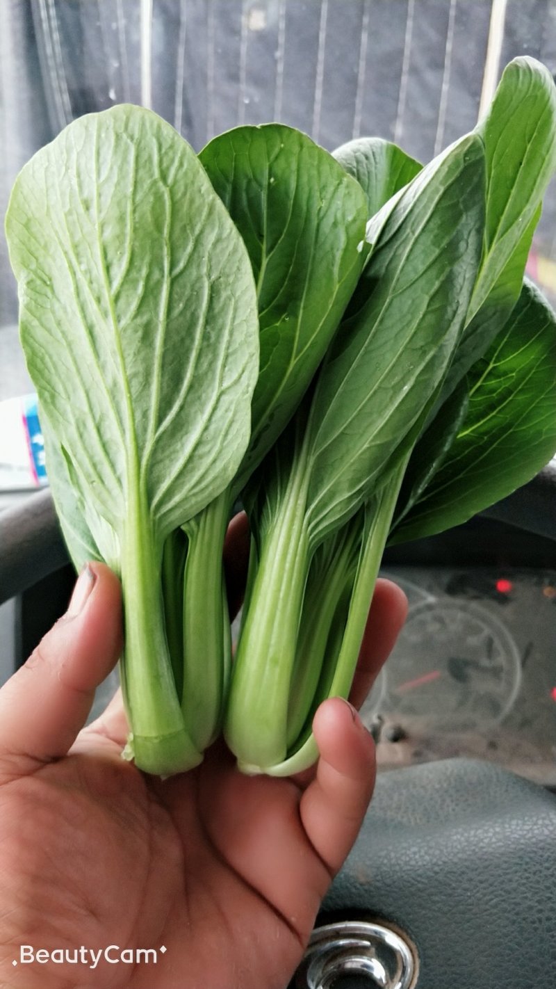 精品油菜