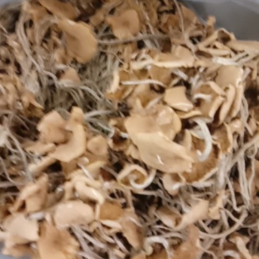 茶树菇干品