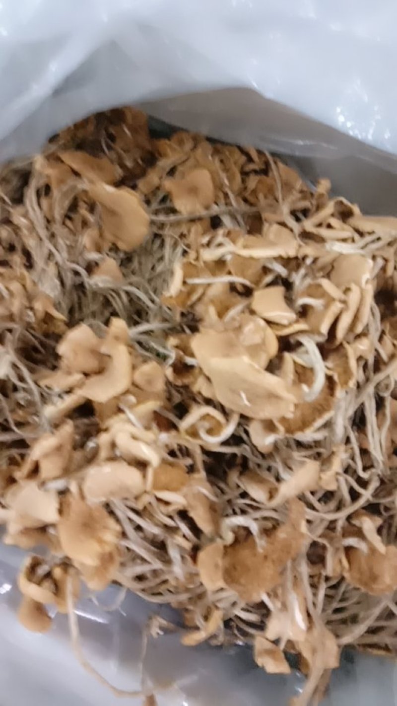 茶树菇干品