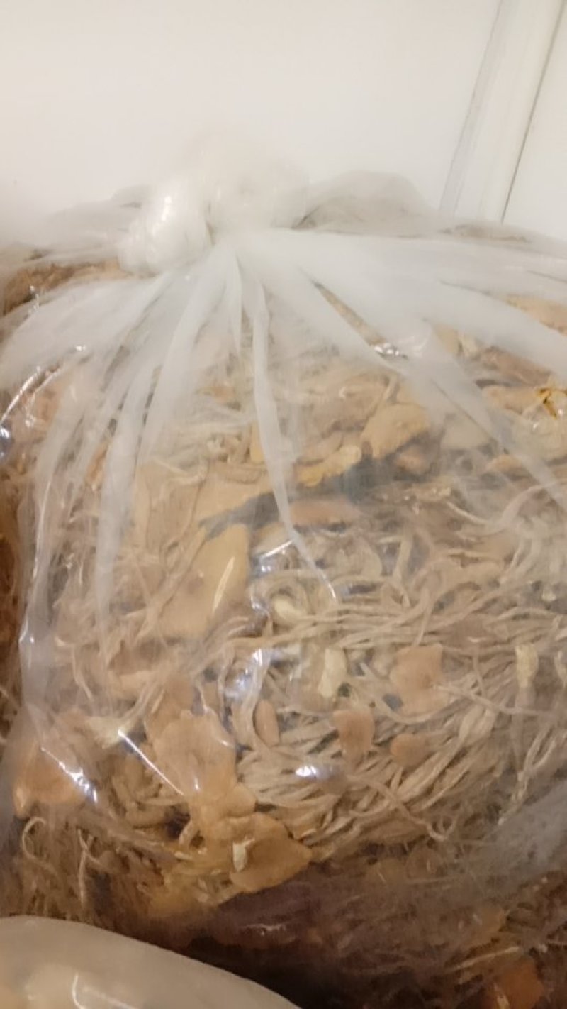茶树菇干品