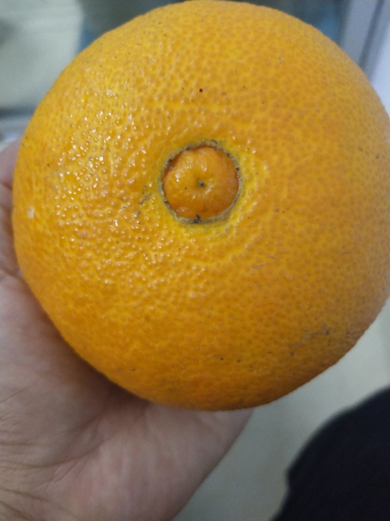 爱媛28（红美人柑橘苗）苗圃直供苗木粗壮根系发达有检疫证