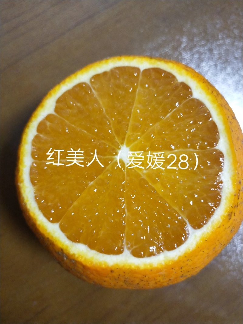 爱媛28（红美人柑橘苗）苗圃直供苗木粗壮根系发达有检疫证