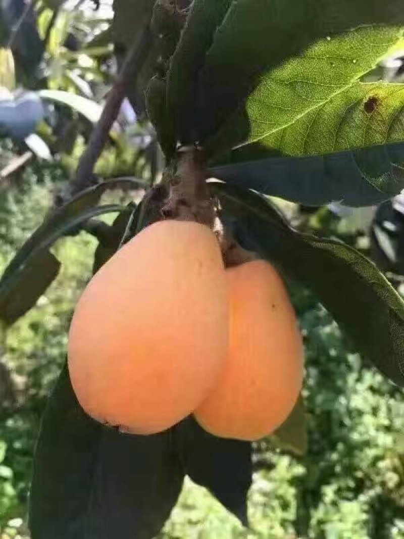 枇杷膏