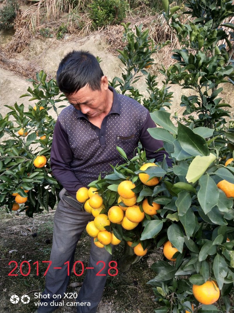 爱媛28（红美人柑橘苗）苗圃直供苗木粗壮根系发达有检疫证