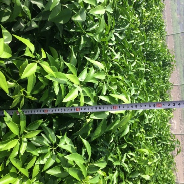 爱媛28（红美人柑橘苗）苗圃直供苗木粗壮根系发达有检疫证